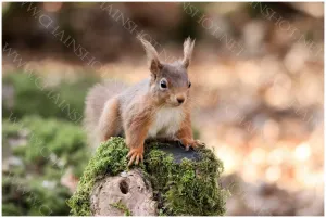 Squirrel